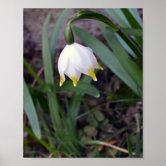 Póster Flor vernum de Leucojum primavera con copo de niev (Frente)