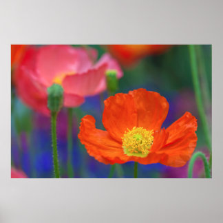 Póster Flor vibrante de amapola naranja