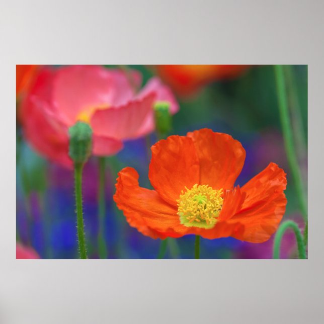 Póster Flor vibrante de amapola naranja (Frente)