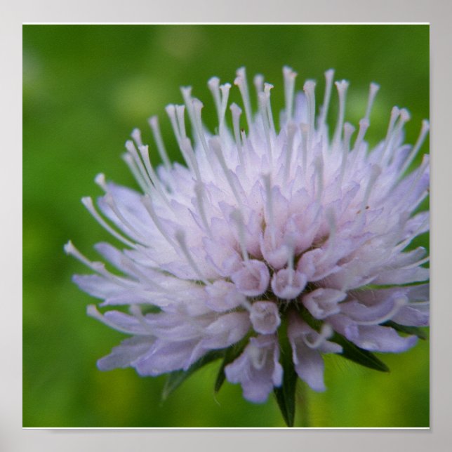 Póster Flor violeta clara (Frente)