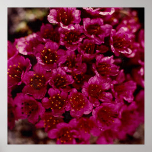 Póster Flor violeta en el Saxifrago Ártico Oliktok Alaska