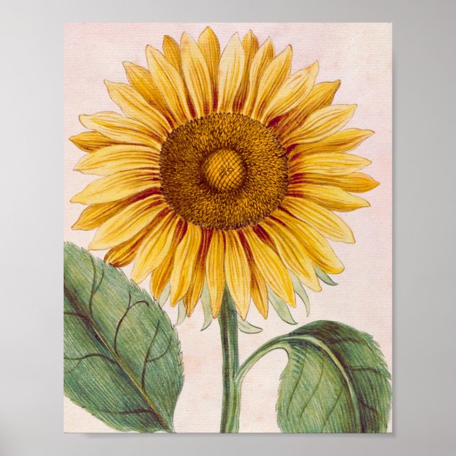 Póster Flor virgen feliz de girasol (Frente)