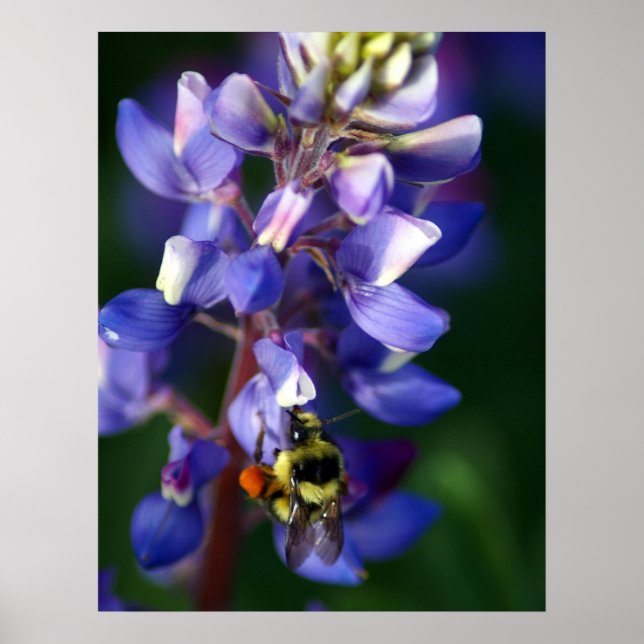 Póster Flor y abeja (Frente)