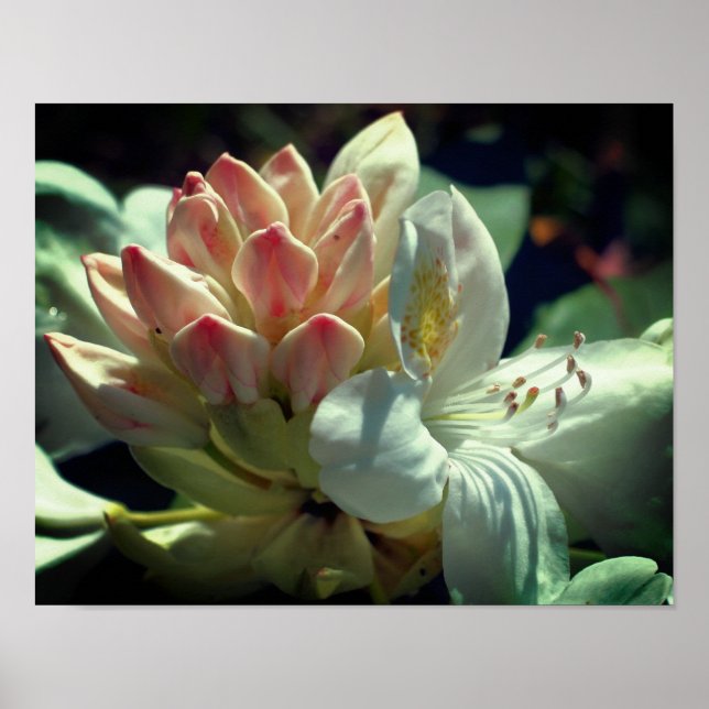 Póster Flor Y Flor Azalea Blanca (Frente)