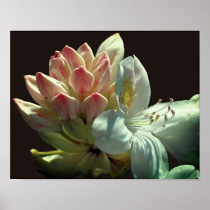 Póster Flor Y Flor Azalea Blanca