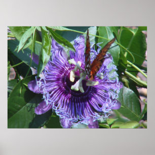 Póster Flor y mariposa de la pasión