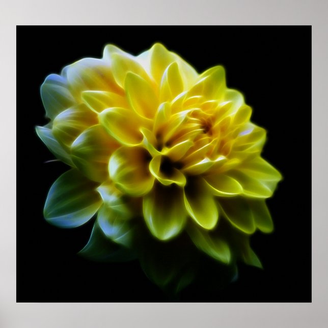 Póster Flor y significado de Dahlia (Frente)