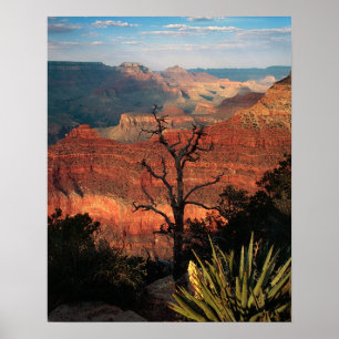 Póster Flora del Gran Cañón