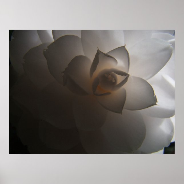 Póster Flora Dramatica (Frente)