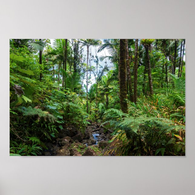 Póster Flora tropical de la selva tropical del yunque (Frente)