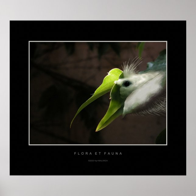 Póster Flora y fauna (Frente)
