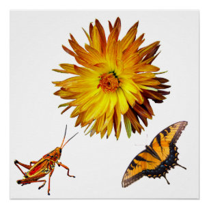 Póster Flora y fauna