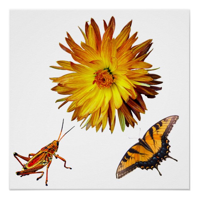 Póster Flora y fauna (Anverso)