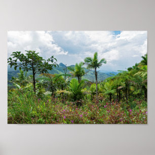 Póster Flora y paisaje de las montañas luquillo