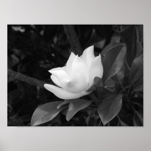 Póster Floración de la magnolia