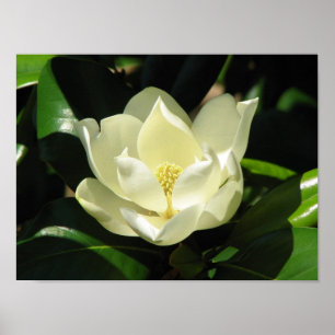 Póster Floración de la magnolia