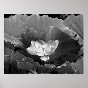 Póster Floración de Lotus en blanco y negro