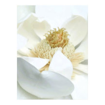 Floración de Magnolia