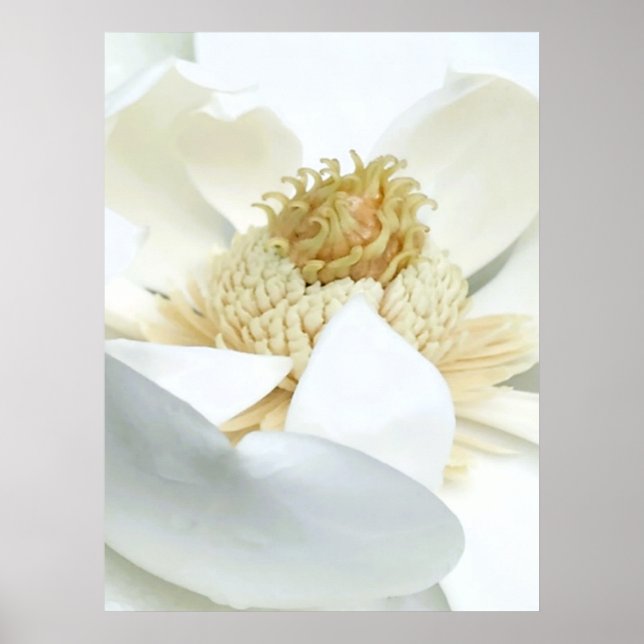 Póster Floración de magnolia (Frente)