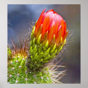 Póster Floración del cactus