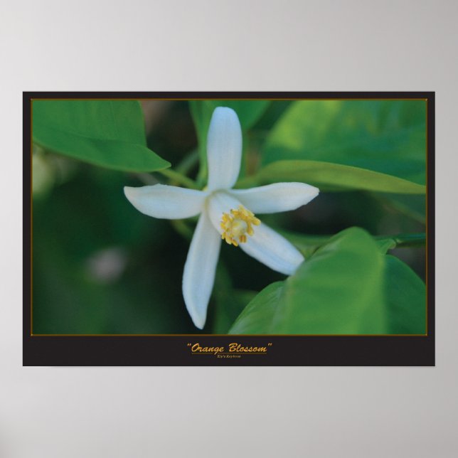 Póster floración naranja (Frente)