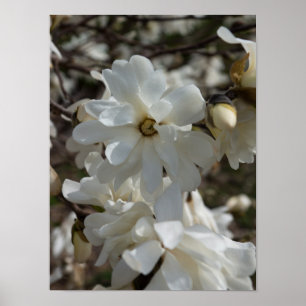 Póster Floraciones de Magnolia Estrella