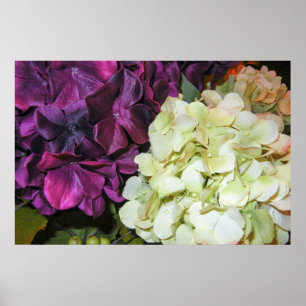 Póster Floraciones del Hydrangea en púrpura y blanco