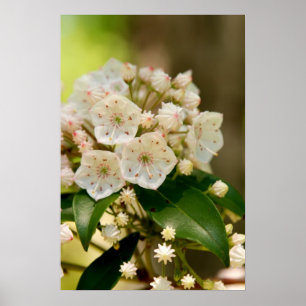 Póster Floraciones del laurel de montaña