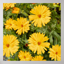 Póster Floral Amarillo