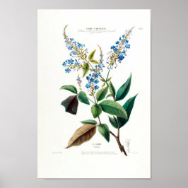 Póster Floral azul Le Colant Plombayo Flore D Amerique