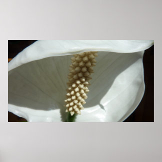 Póster Floral blanca elegante de Lily de la Paz