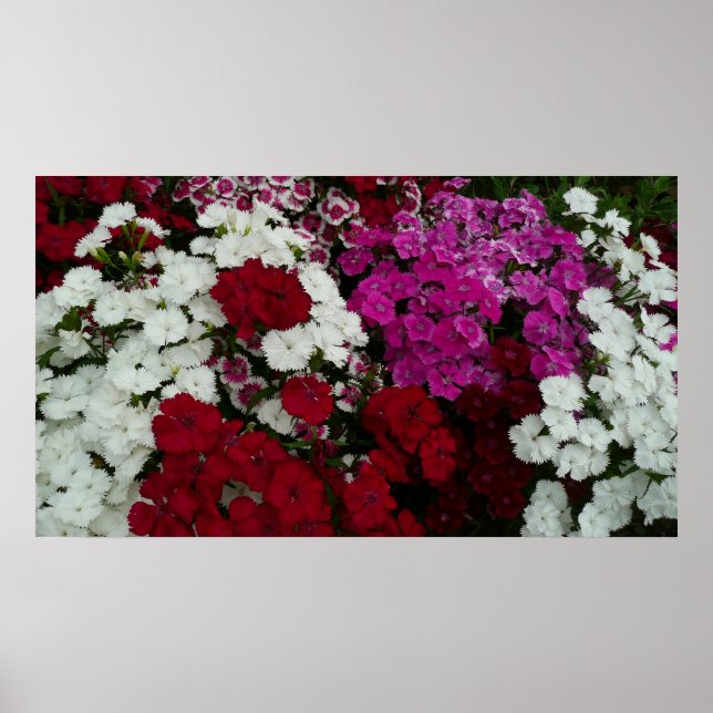 Póster Floral blanca, rosa y roja de Dianthus (Frente)