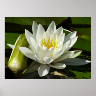 Póster Floral blanca y azul