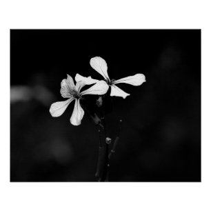Póster floral blanca y negra mínima