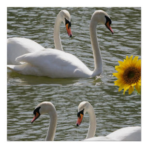 Poster floral Cisne de girasol