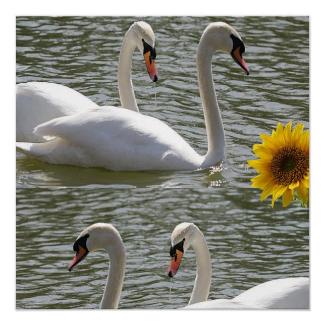 Poster floral Cisne de girasol (Anverso)