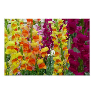 Póster Floral colorida de Snapdragons