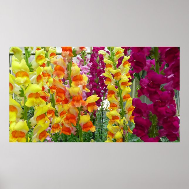 Póster Floral colorida de Snapdragons (Frente)