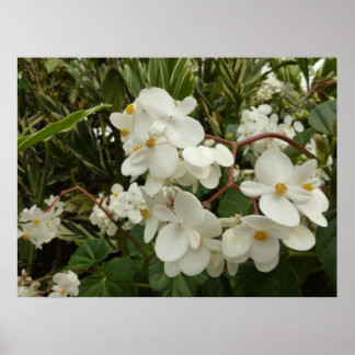 Póster Floral de Begonia blanca tropical