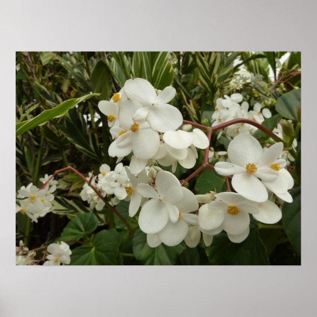 Póster Floral de Begonia blanca tropical (Frente)