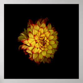 Póster floral de dalia dorada ardiente