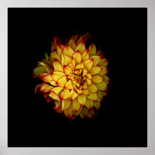 Póster floral de dalia dorada ardiente