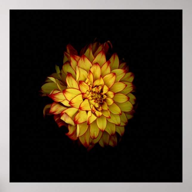 Póster floral de dalia dorada ardiente (Frente)