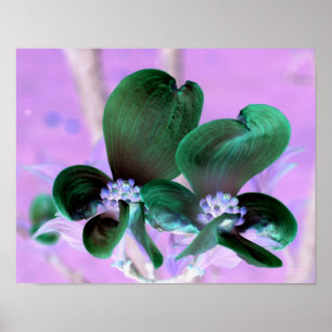 Póster Floral de flores de dogwood iluminada