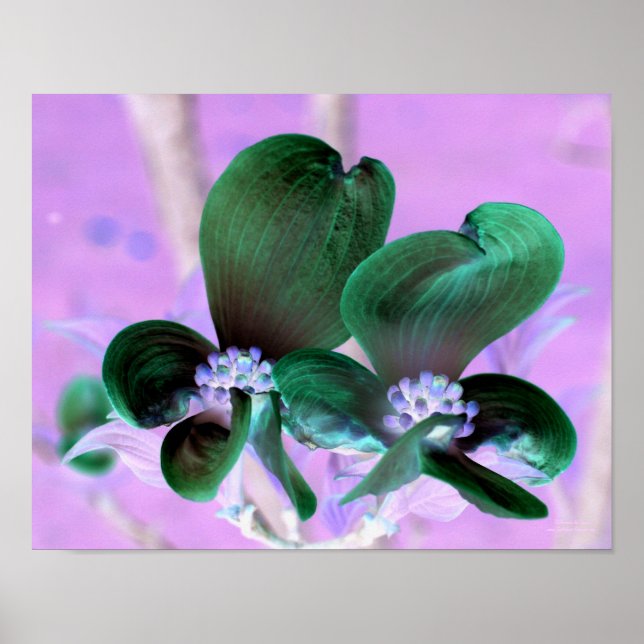 Póster Floral de flores de dogwood iluminada (Frente)