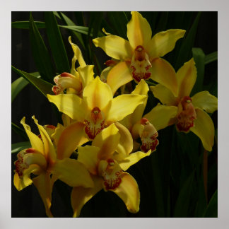 Póster Floral de orquídeas amarillas soleadas