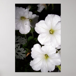 Póster Floral de Petunia blanca por la noche