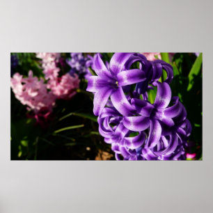 Póster Floral de primavera azul Hyacinin II