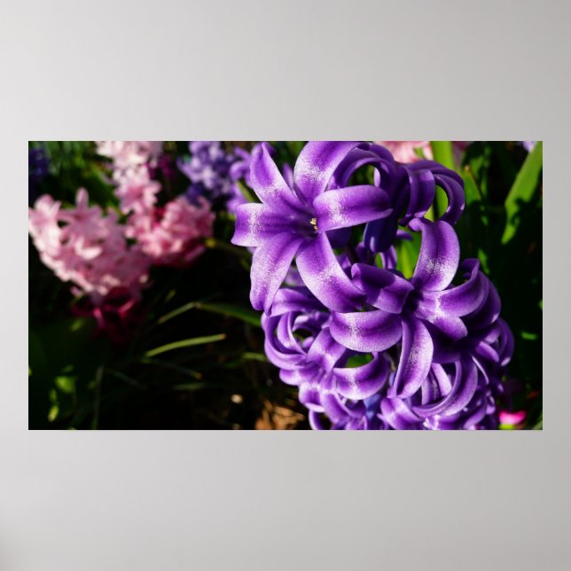 Póster Floral de primavera azul Hyacinin II (Frente)