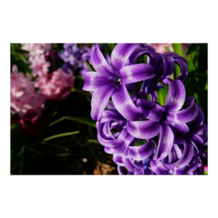 Póster Floral de primavera azul Hyacinin II